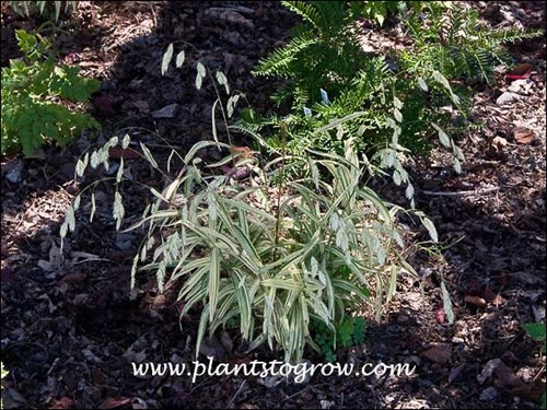A nice variegated form of the Northern Sea Oats.  Even the oat-like spiklets are variegated.